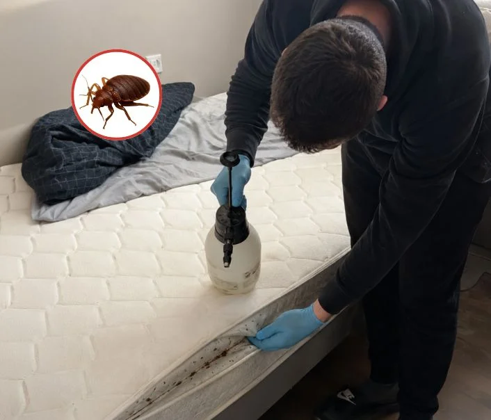 Technicien traitant un matelas contre les punaises de lit à Bruyères-le-Châtel
